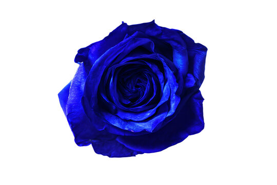 Blue Rose