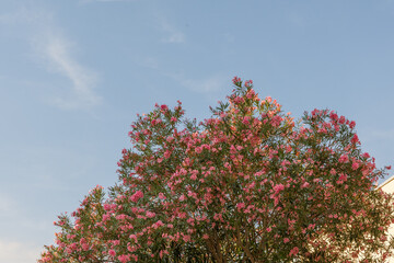 Vibrant flowering tree with pink blossoms against a clear blue sky, showcasing nature's beauty and tranquility in a serene outdoor setting