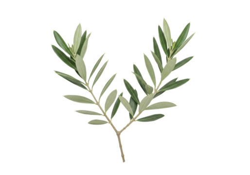 Isolated olive branch with gnarled stem, vibrant green elliptical leaves (emerald top, silvery-green underside, waxy sheen), no olives, on a pure seamless stark white studio background with high-key