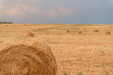 Round hay bale in the foreground of a harvested field under a dramatic sky. The rural landscape,...