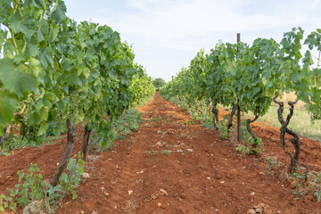 Vineyard rows with lush green grapevines growing in rich red soil, showcasing the impact of climate change on grape harvests and agricultural practices