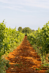 Lush vineyard pathway lined with green grapevines under a clear blue sky, showcasing the beauty of agricultural landscapes and nature's bounty