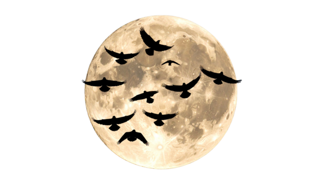 Bird silhouettes against full moon isolated on transparent background. Png
