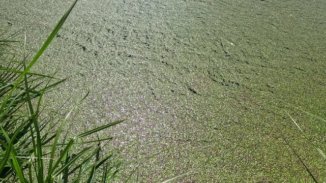 Aquatic plants rootless duckweed Wolffia arrhiza and duckweed Lemna turionifera
