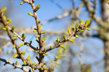Tree buds awakening after a long winter season