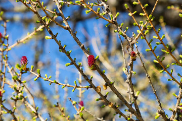 Tree buds awakening after a long winter season