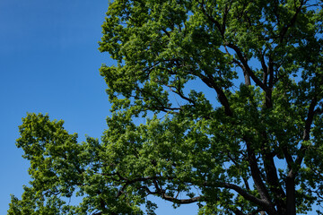 Spreading branches of an oak tree, green crown of the tree against bright blue sky