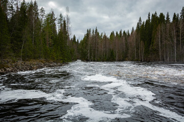 A river with foamy waves, going deep into the forest. Along the banks are slender firs and leafless birches under a gloomy sky. Northern landscape.
