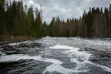 A river with foamy waves, going deep into the forest. Along the banks are slender firs and leafless...