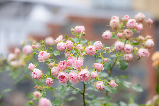 Beautiful pink pomponella roses in the Botanical garden.
