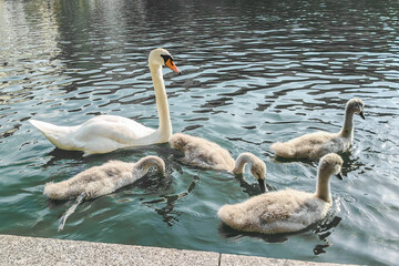 A graceful swan glides gracefully across the water surface surrounded by charming, little swans. A family scene with birds in the wild on water covered with small ripples.