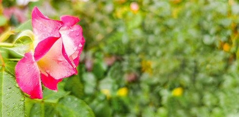 Bright pink rose with delicate petals sparkling in raindrops, surrounded by lush greenery, creates a serene and refreshing garden atmosphere with natural beauty. Nature background with copy space