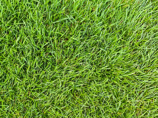 Lush green grass covering the ground, creating a vibrant natural carpet, showcasing the beauty of nature and the tranquility of outdoor spaces in a sunny environment. Natural green background