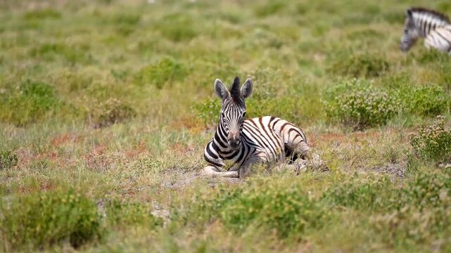 In the African savanna, a zebra foal lies quietly on the ground, surrounded by tall dry grass. The young animal rests calmly in the open landscape under the soft daylight.