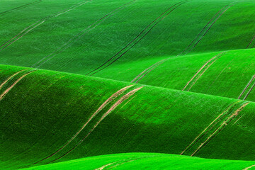 Rural spring agriculture texture background. Green waves hills in South Moravia, Czech Republic....