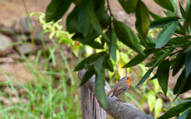 The robin is perched in the morning and sings with its beautiful voice.