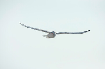 The white seagull flies freely in the sky with its wings fully open.