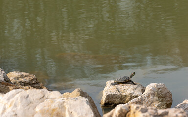 A water turtle surveys its surroundings on a rock by the green lake