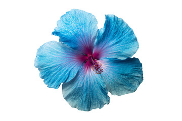 a blue flower with a pink center on a white background