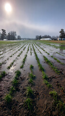 Flooded green crop rows under hazy sun and sky agriculture field