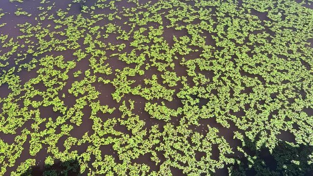 Aquatic plants rootless duckweed Wolffia arrhiza and duckweed Lemna turionifera, Odessa