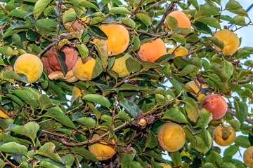 Close-up view of ripe persimmons hanging on branches, surrounded by lush green leaves. The vibrant...