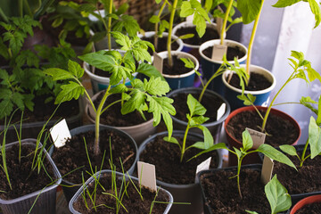 Young vegetable seedlings growing in plastic pots and cups indoors near a window. The image shows healthy tomato, pepper, and onion sprouts planted in nutrient-rich soil, each labeled with a small tag