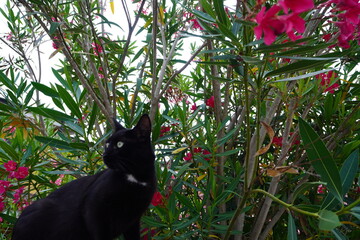 black cat in the garden