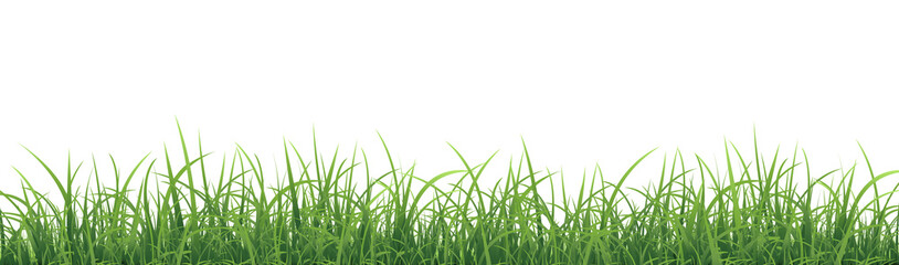 Green Grass Border Isolated White Background