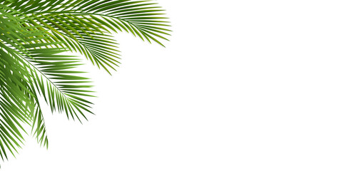 Green Palm Tree Branch Isolated White Background