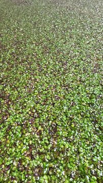 Aquatic plants rootless duckweed Wolffia arrhiza and duckweed Lemna turionifera
