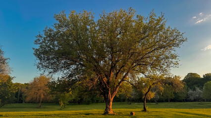 Obraz premium autumn landscape with trees