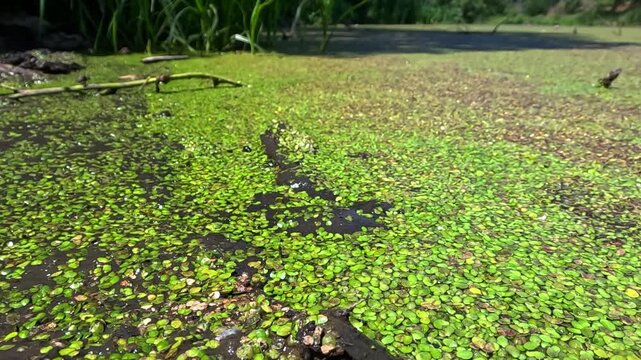 Aquatic plants rootless duckweed Wolffia arrhiza and duckweed Lemna turionifera