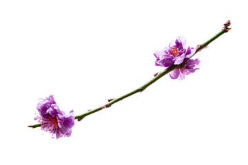 a branch of a flower with purple flowers