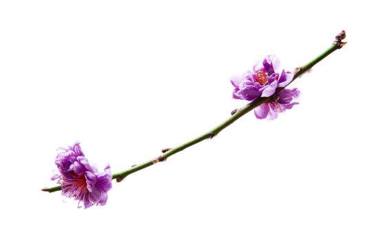 a branch of a flower with purple flowers