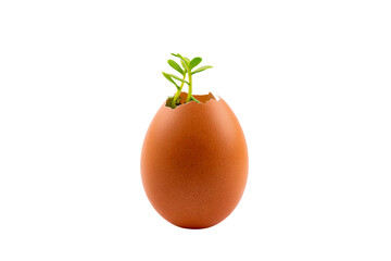 a small plant growing out of an egg shell