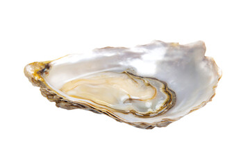 a close up of a oyster shell on a white background