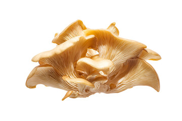 a mushroom cluster with a white background