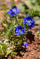 Veronica chamaedrys or Veronica multifida in nature. Spil Mountain - Manisa - Turkey
