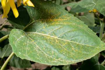 Close up of a pollen on sunflower leaf