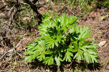 Wild plant, Scientific name; Paeonia turcica. Spil Mountain - Manisa - Turkey