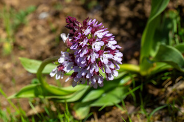 The Lady Orchid or Orchis purpurea is an orchid from the family Orchidaceae