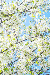 Blossoming white flowers fill the branches against a bright blue sky in springtime nature scene