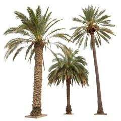 Fototapeta premium Three Palm Trees: Lush Tropical Vegetation, Desert Plants