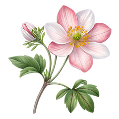 Obraz premium A delicate pink and white flower with green leaves on a black background. The flower has multiple petals and a central cluster of yellow stamens.