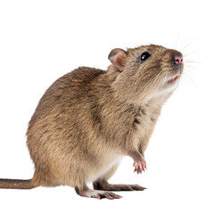 A close-up of a brown gerbil standing on its hind legs. The gerbil has a round body, small ears, and whiskers, with a curious expression.