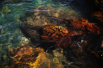 Colorful underwater landscape reveals vibrant marine life and rocky seabed at midday