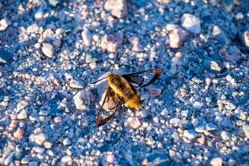 Obraz premium Bee Hawk Moth On Gravel Path