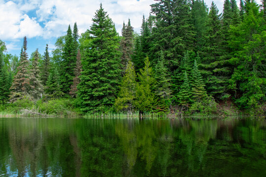 Trees at the edge of the river Ontario Canada