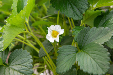 Strawberry plant in bloom in spring